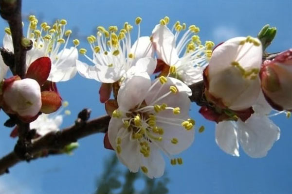 Поздравляем с праздником Нооруз!